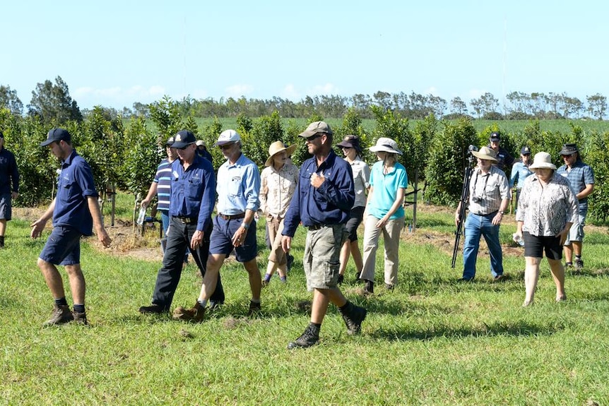 A group of people walk through a macadamia orchard in Bundaberg