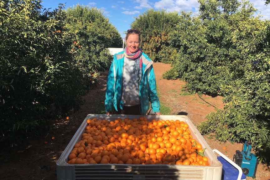Judith Geyken with tub of imperial mandarins