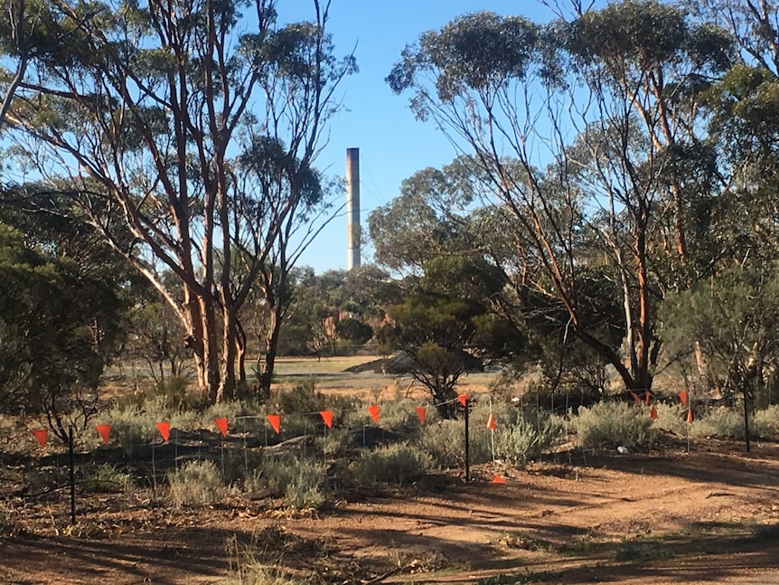 Image of a tall chimney poking out from behind trees and scrub, viewed from the edge of nearby Great Eastern Highway.