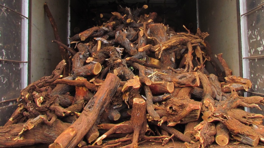 Illegal sandalwood harvesting damaging the wild industry
