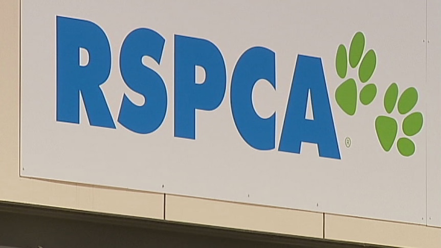 The dogs involved in the attack have been taken to the RSPCA in Rutherford.