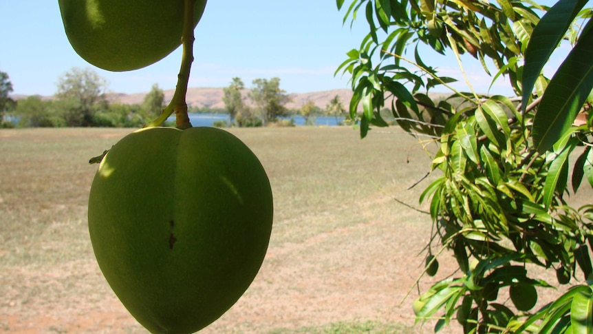 Ord Valley mangoes