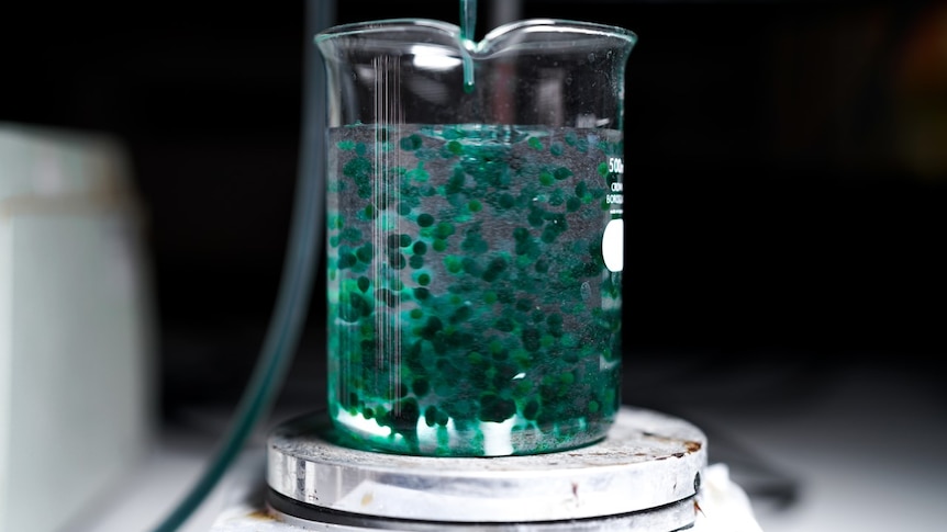 Green microalgae in a glass beaker