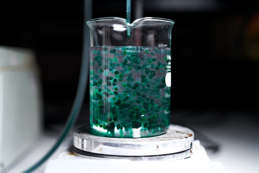 Green microalgae in a glass beaker