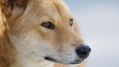 Close-up photo of dingo