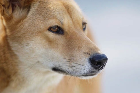 Close-up photo of dingo