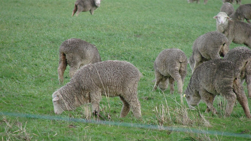 Sheep grazing in Tasmania