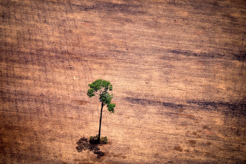 A lone tree in a area that has been deforested. 