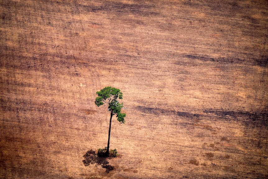 砍伐森林地区的一棵树。 