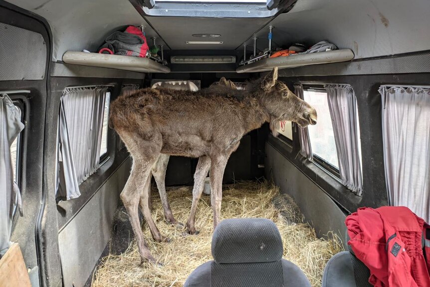 A donkey stands in the back of a van.