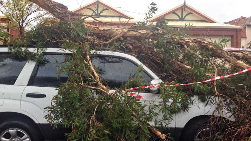 Tree fallen on car in Perth