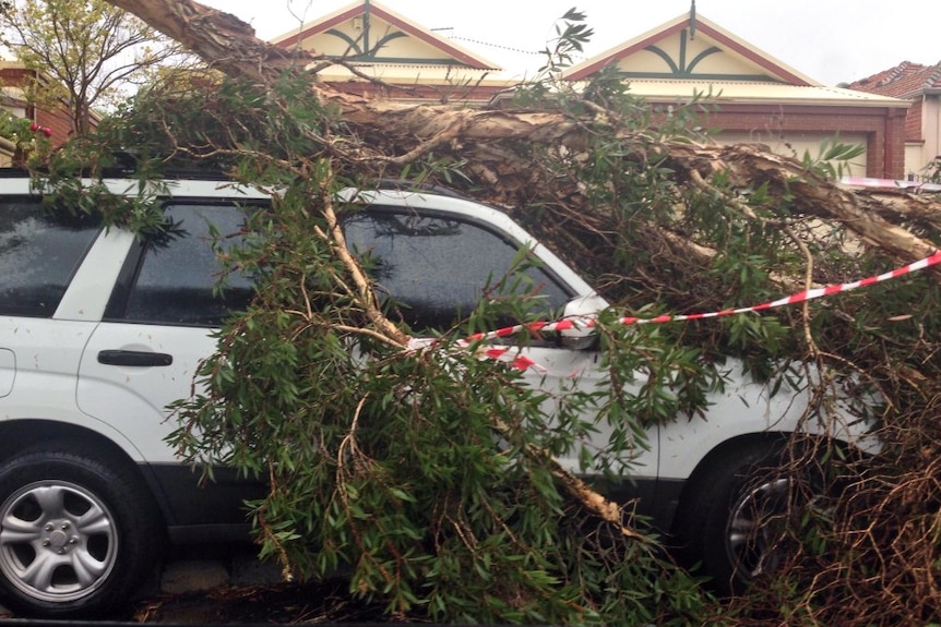 Tree fallen on car in Perth