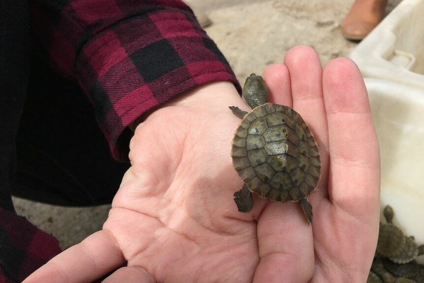Tiny turtle hatchling