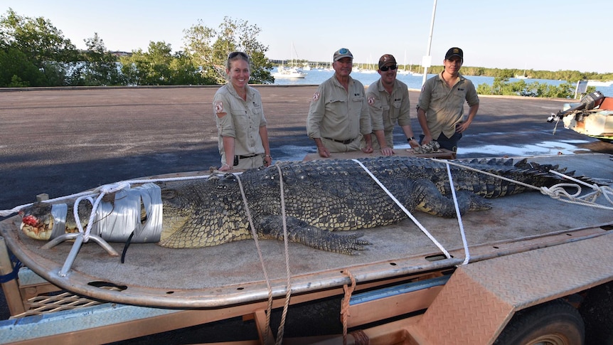 Crocodile tied down on flat-bed trailer