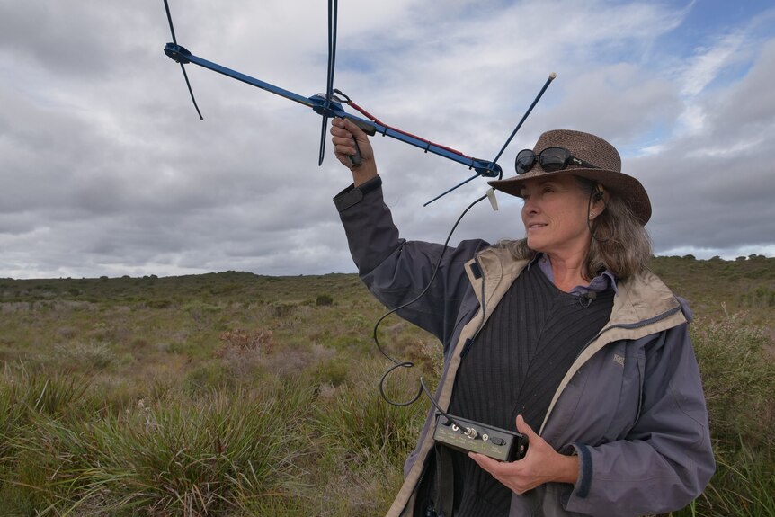 A woman stands in low scrub holding an antenna aloft.