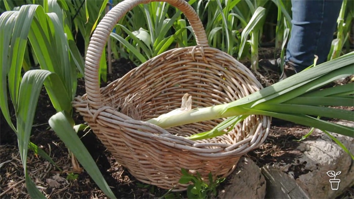 Wicker basket with a leek inside it in a vegetable garden.