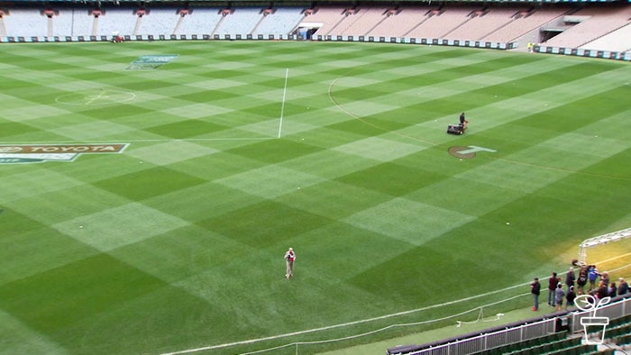 Grassed field inside sports stadium