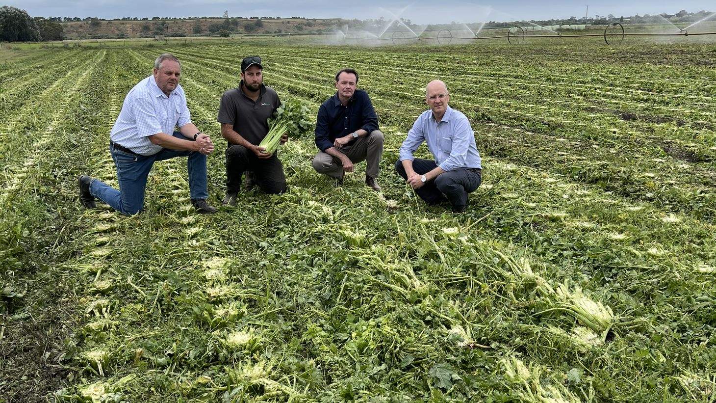 Vegetable growers forced to dump 150,000 worth of celery crops due to