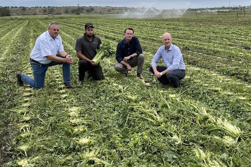 MPs inspect celery crop