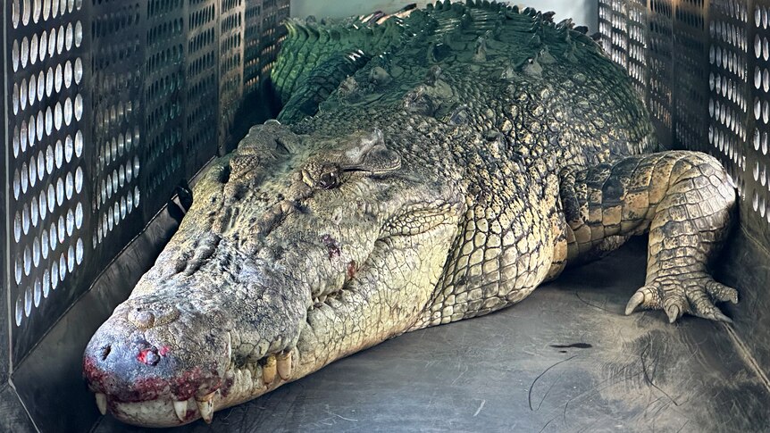 A large crocodile inside a trap