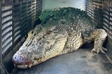 A large crocodile inside a trap
