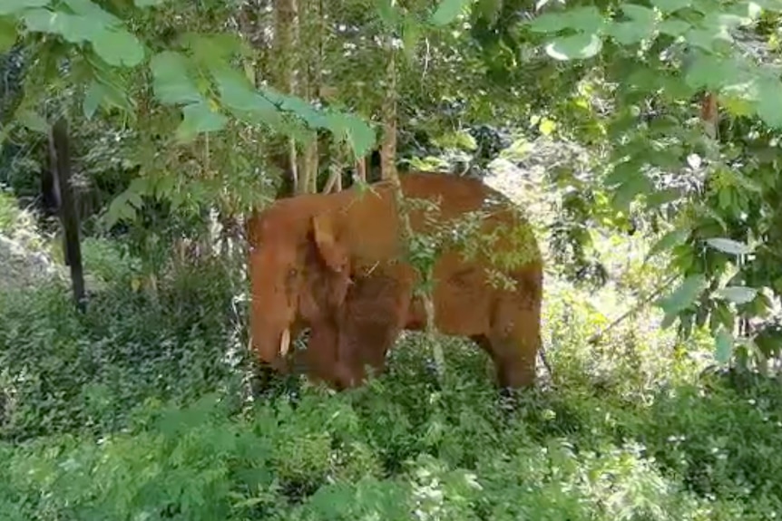 一头野生亚洲象站立在丛林中。
