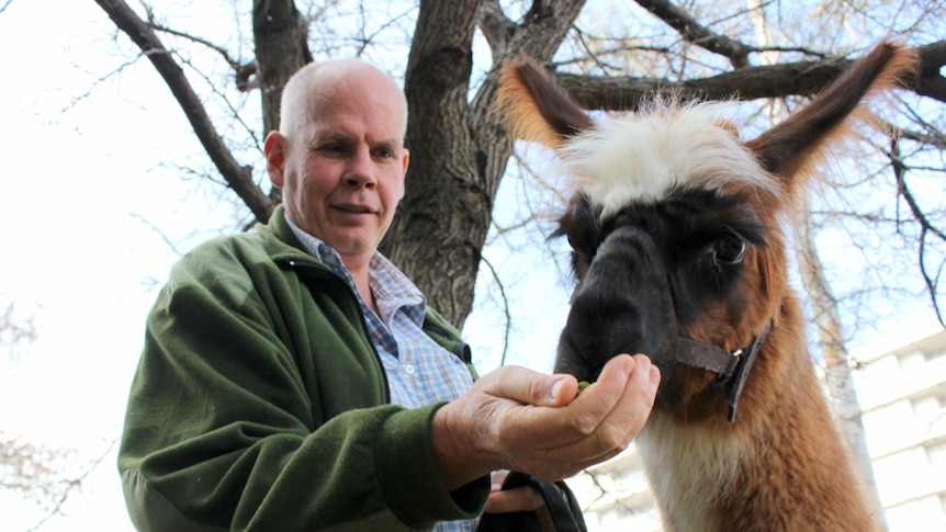 Nils Lantzke with Forest Gump the therapy llama.