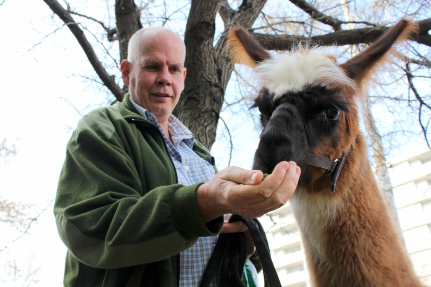 Nils Lantzke with Forest Gump the therapy llama.