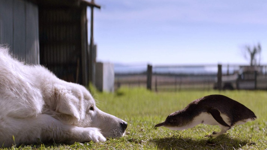 A maremma and a penguin in still from the movie Oddball.
