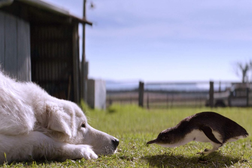 A maremma and a penguin in still from the movie Oddball.