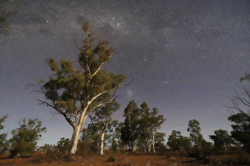 Tall cream coloured gum trees stand before a night sky with stars