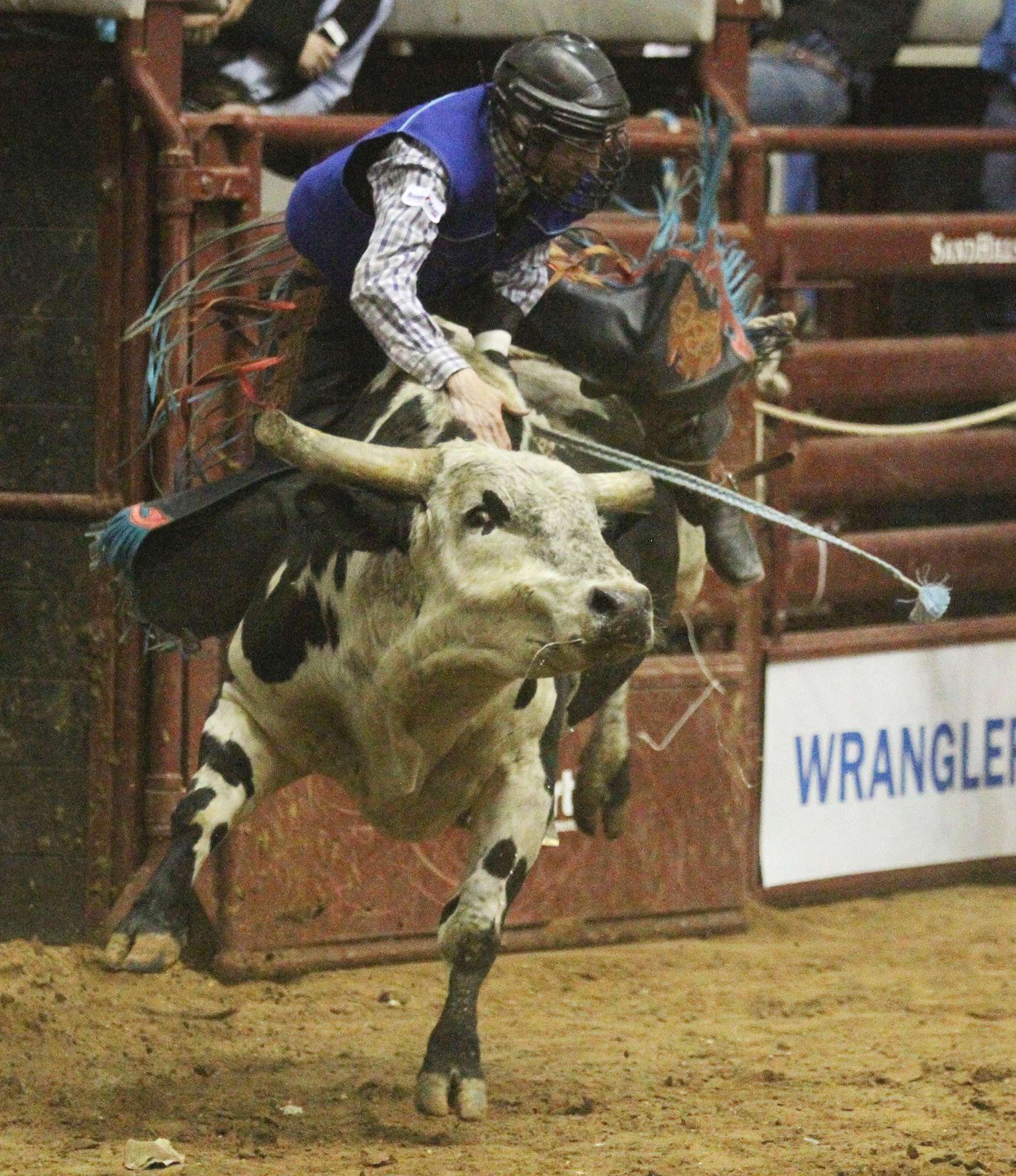 Tamworth Bull Rider Bradie Gray Regains Consciousness After Being ...