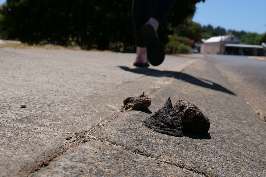 Emu scat on the footpath in Nannup