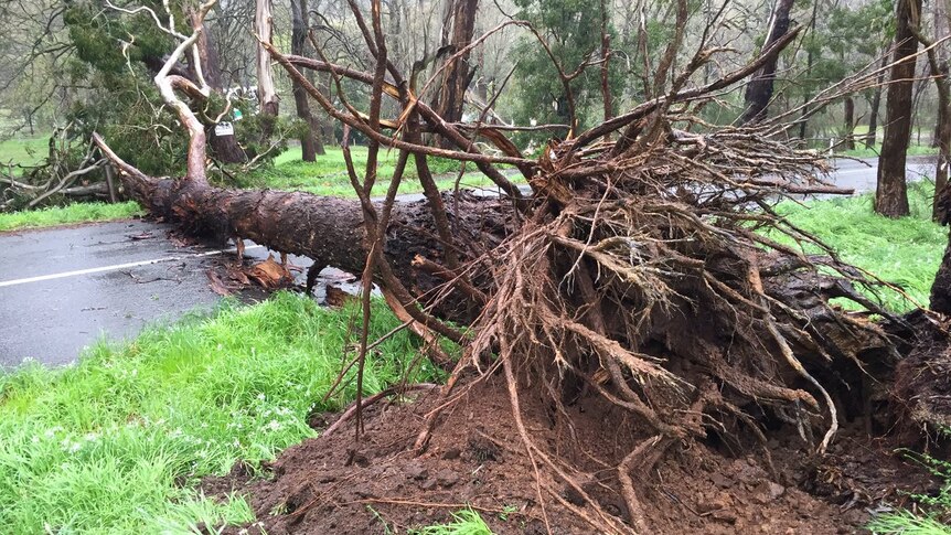 Tree down from Adelaide winds