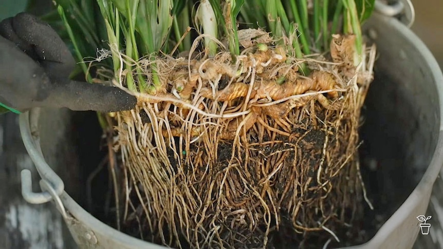 A plant that's been removed from its pot, showing the roots.