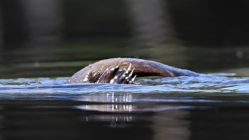 the back and claws of a platypus can just be seen above the water's surface.