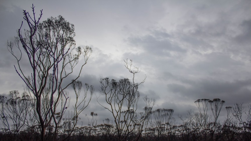 Fire damage at the Truslove Nature Reserve, north of Scaddan.