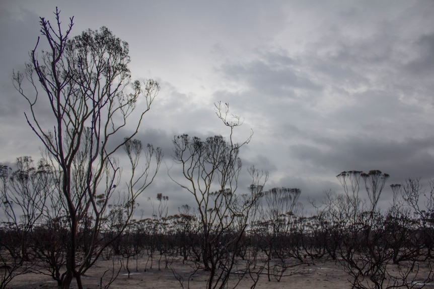 Fire damage at the Truslove Nature Reserve, north of Scaddan.