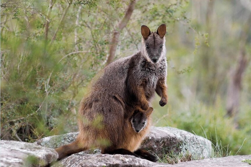 a brush-tailed rock wallaby with a joey in its puch