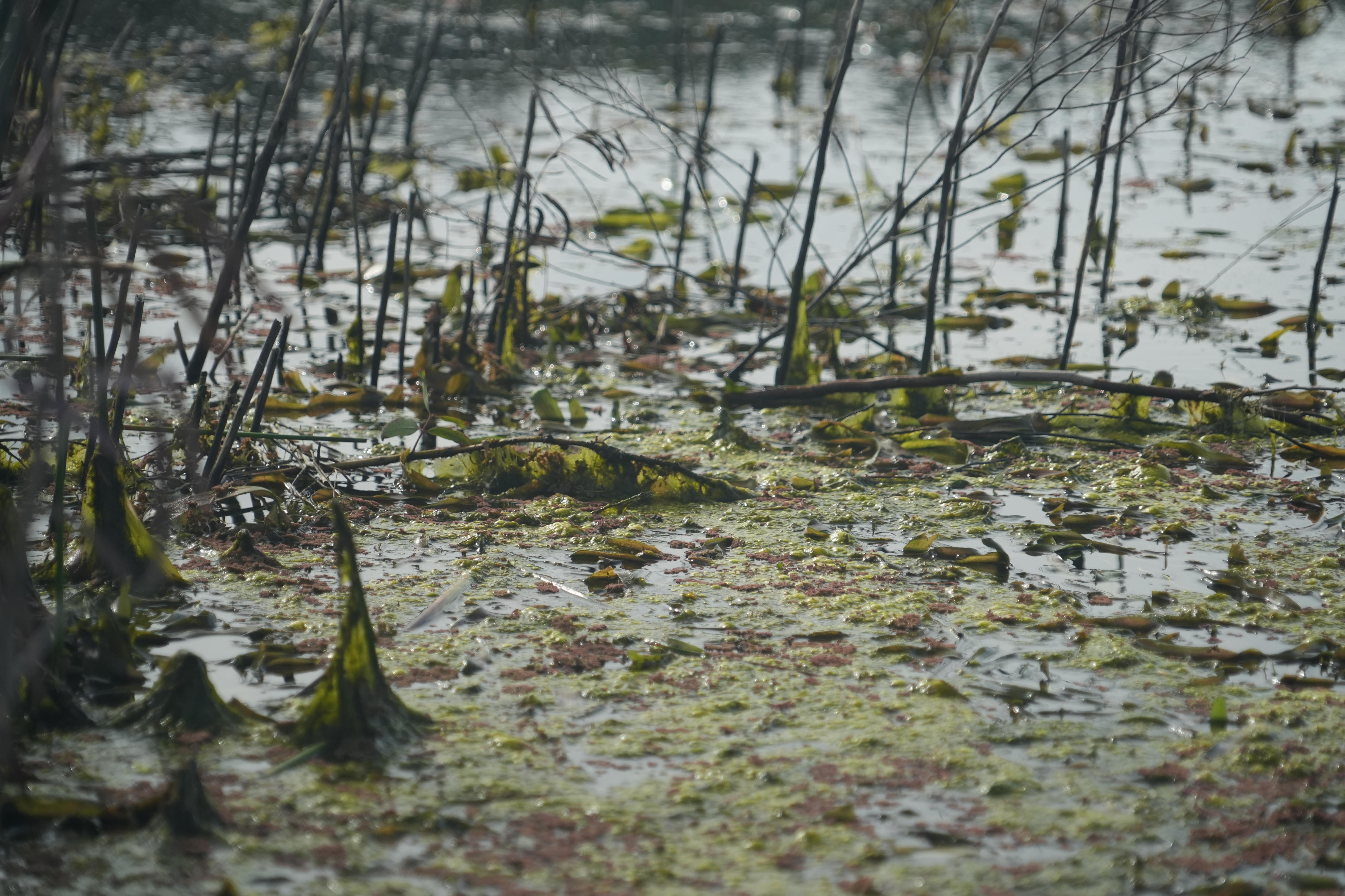 Close up photo of the rich green and red vegetation at Teal Flat wetland.