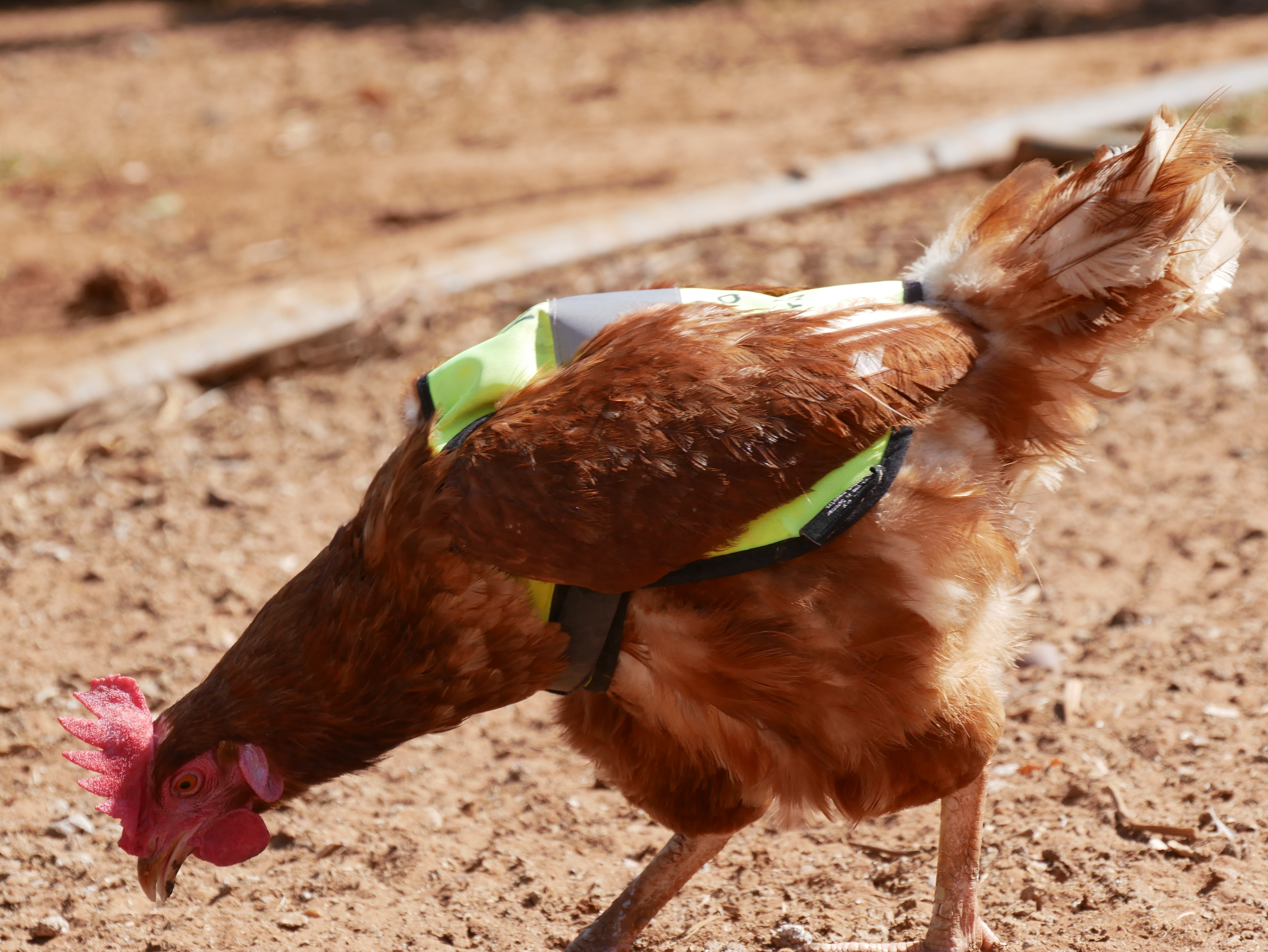 A close up of a chicken wearing a yellow high-vis vest