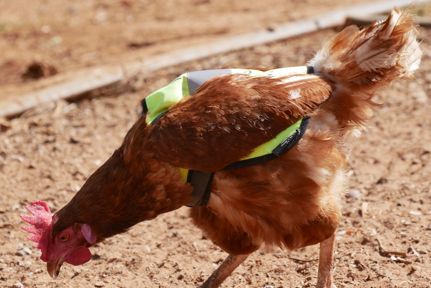 A close up of a chicken wearing a yellow high-vis vest