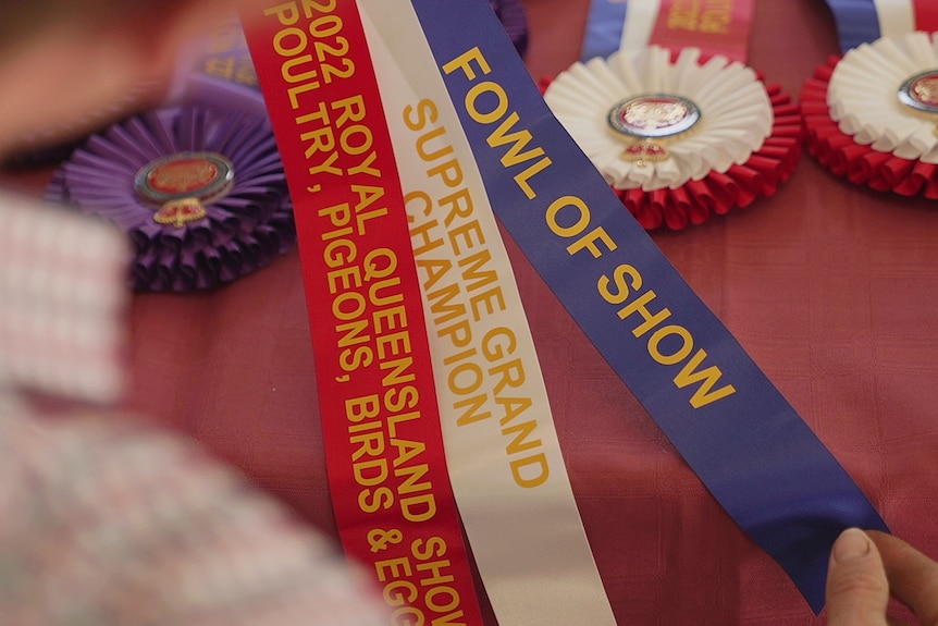 Lachie Arnett's ribbons from this year's Ekka.