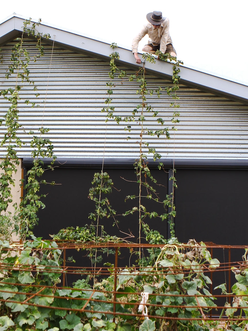 Person on a roof adjusting a hops plant, also grown to provide shade for a home in summer.