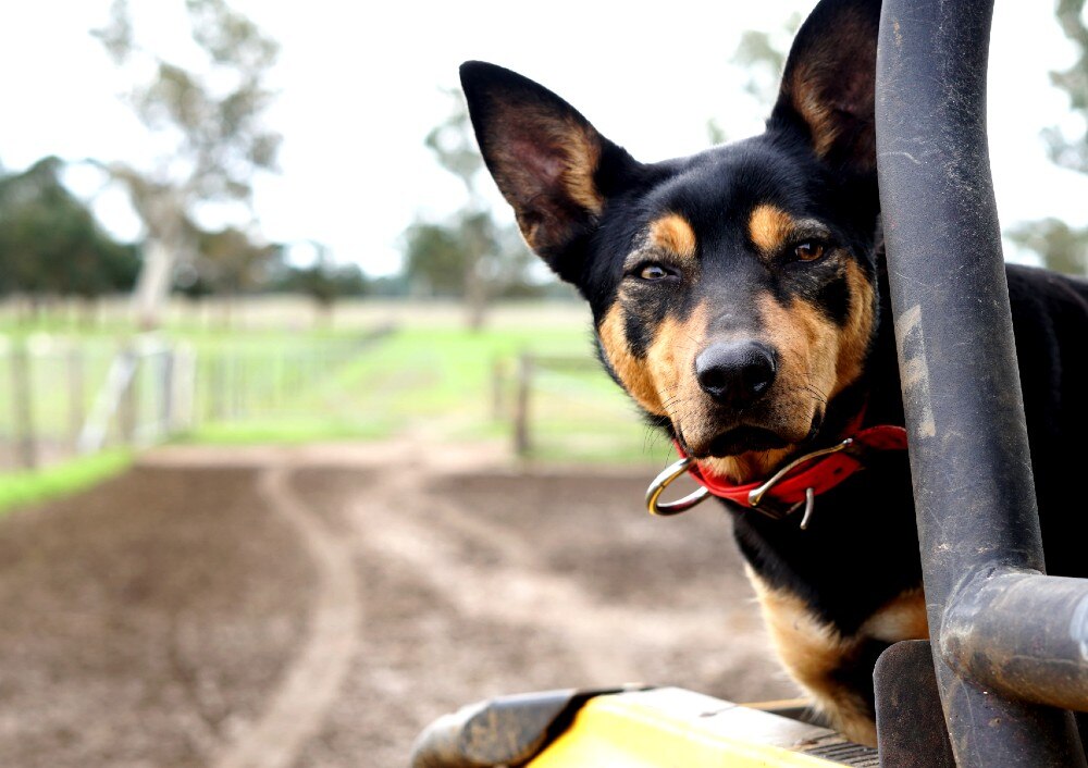 Kelpie DNA Study Unravels Mysterious Origins Of Australian Working Dog ...