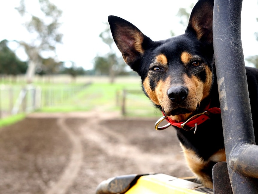 udkast boliger For det andet Kelpie DNA study unravels mysterious origins of Australian working dog, but  finds no dingo - ABC News