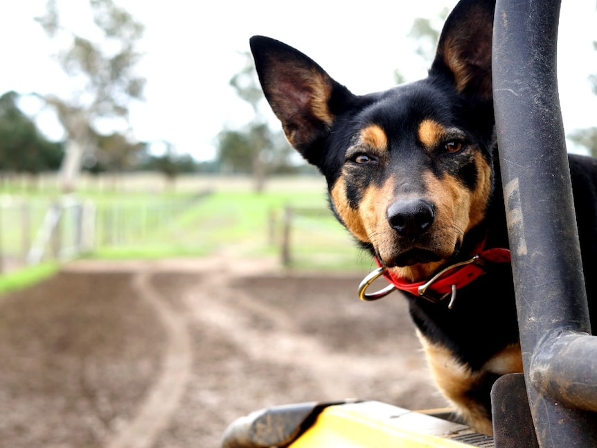 Claire's kelpie Katie sits in the back of her buggy