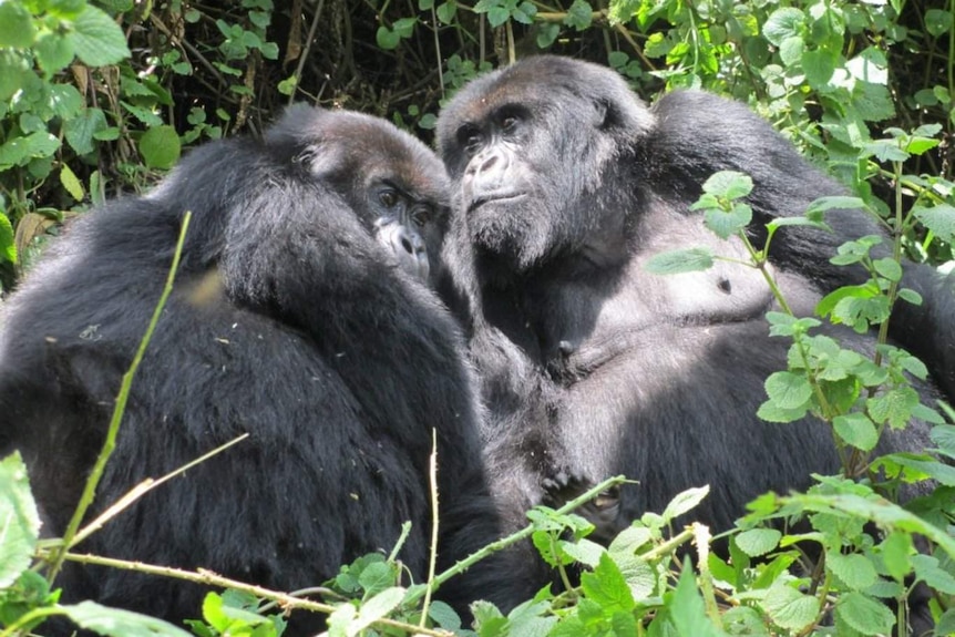 Two gorillas surrounded by plants lie close to eachother.