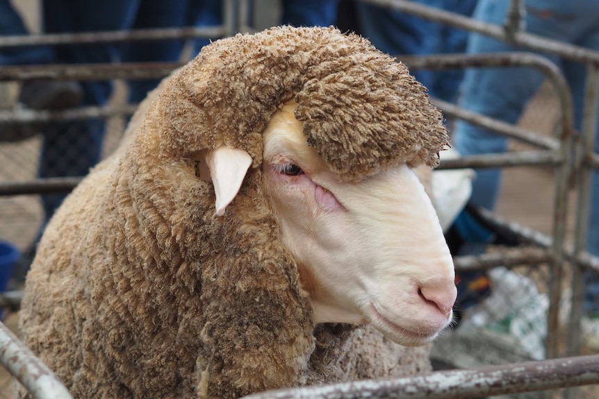 A sheep in a saleyard stall