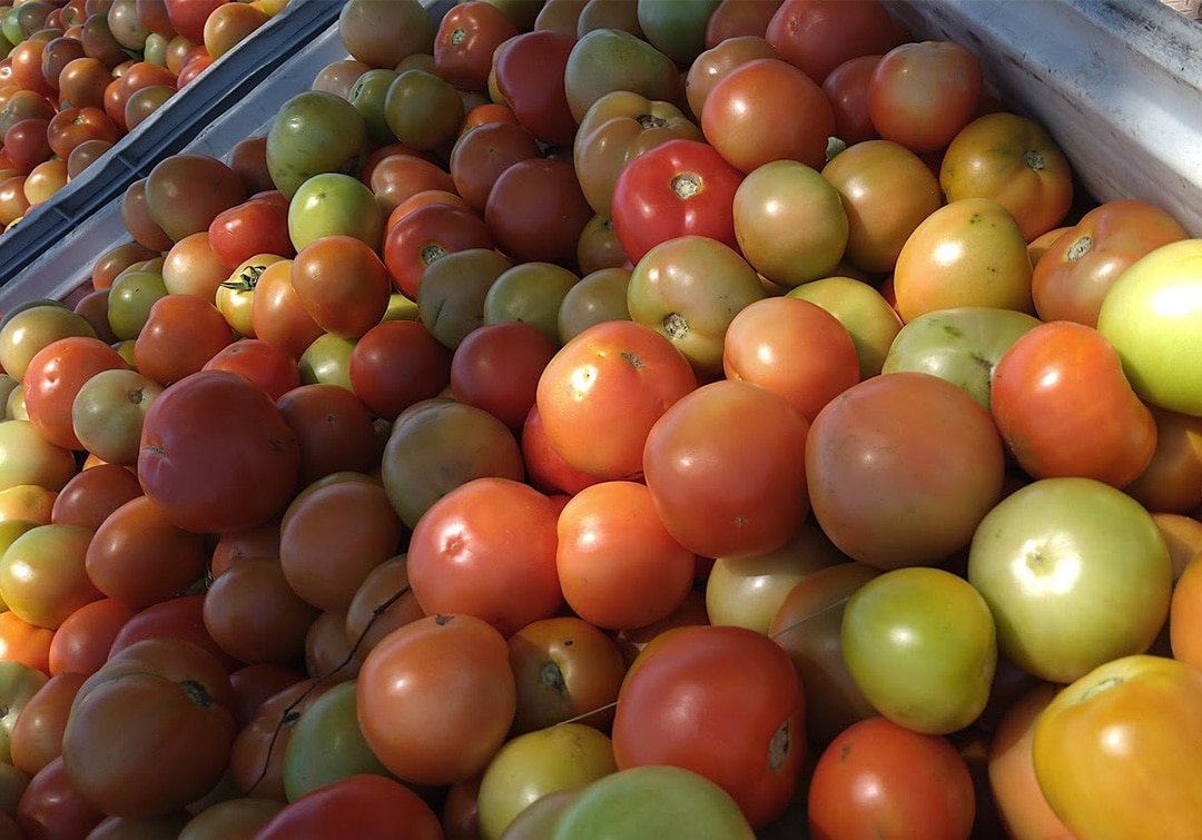 Household waste could make for sweeter tomatoes